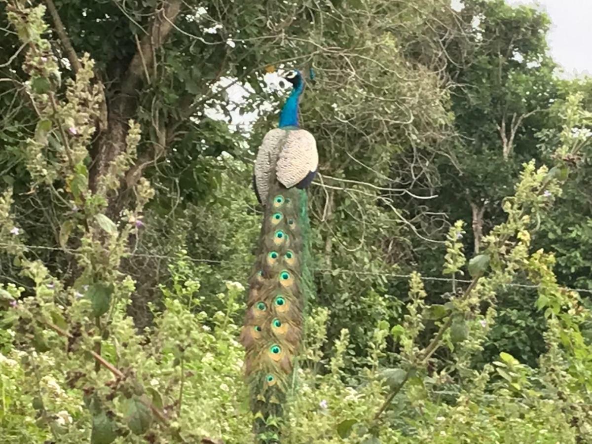 Peacock Resort Anuradhapura Zewnętrze zdjęcie